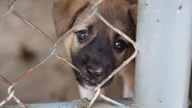 Vignette du programme télé Sur la piste des trafiquants de chiots