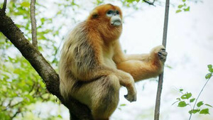 Vignette du programme télé Souvenirs d'un singe doré