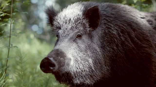 Vignette du programme télé Mondes sauvages - Saison 1