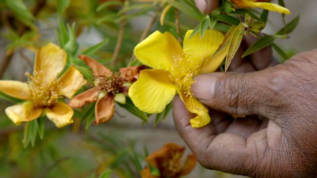 Vignette du programme télé Médecines d'ailleurs - Saison 2