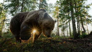 Vignette du programme télé Au coeur de la Scandinavie (Les seigneurs des forêts) S1 (2/3)