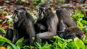Vignette du programme télé Un espoir pour la nature (Indonésie) S1 (2/3)