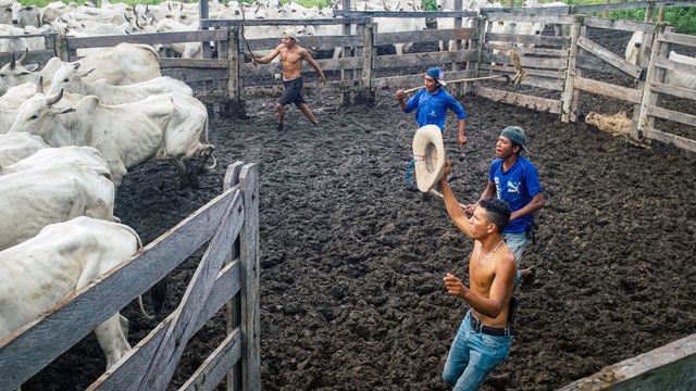 Vignette du programme télé Aventures brésiliennes