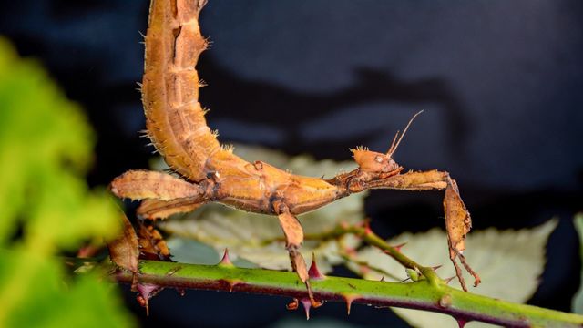 Vignette du programme télé Insectes rampants