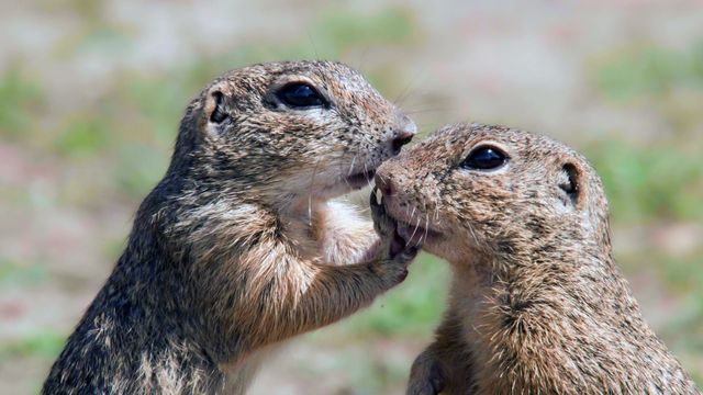 Vignette du programme télé Le spermophile et le hamster d'Europe