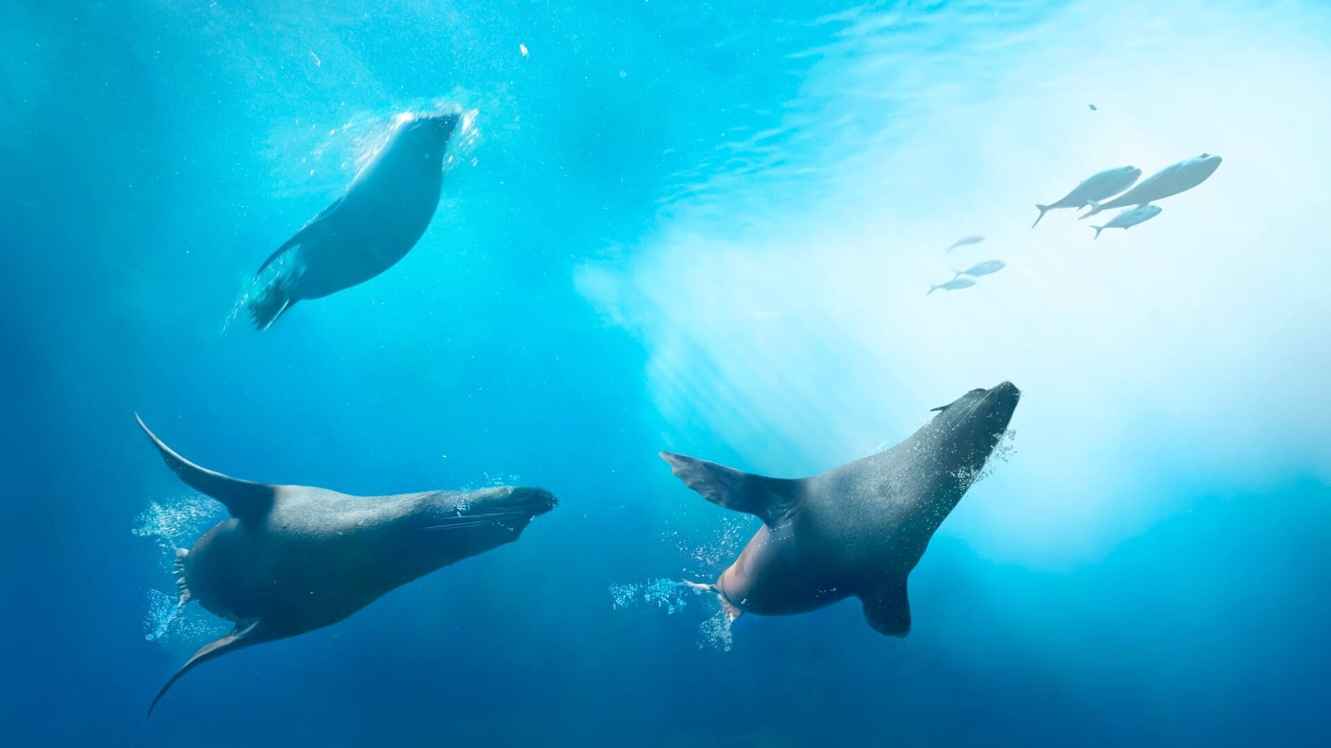 Vignette du programme télé Les pêcheurs face aux phoques de la Baltique