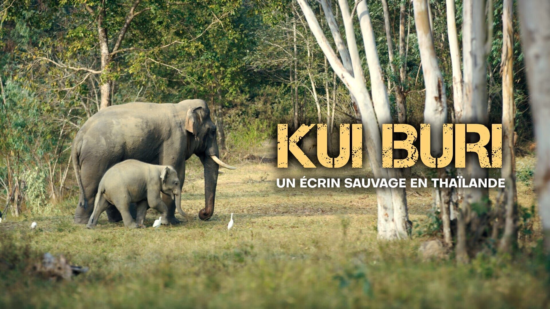 Vignette du programme télé Kui Buri, un écrin sauvage en Thaïlande