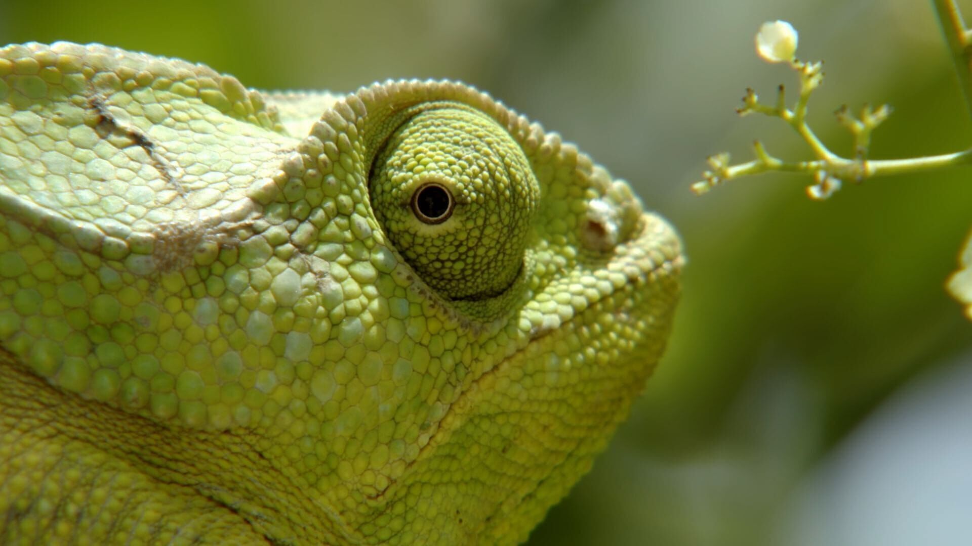 Vignette du programme télé Sensations animales