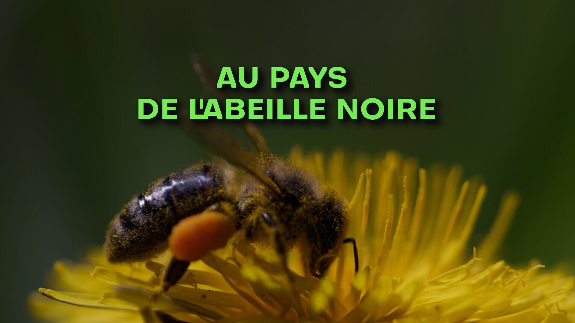 Vignette du programme télé Au pays de l'abeille noire
