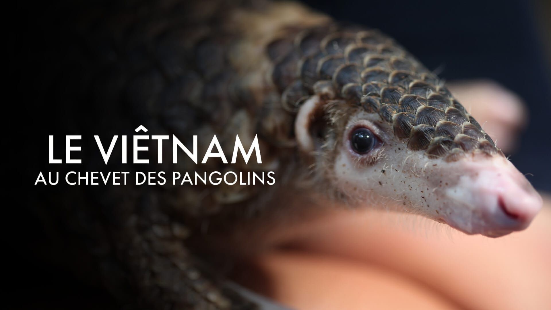Vignette du programme télé Le Viêtnam au chevet des pangolins