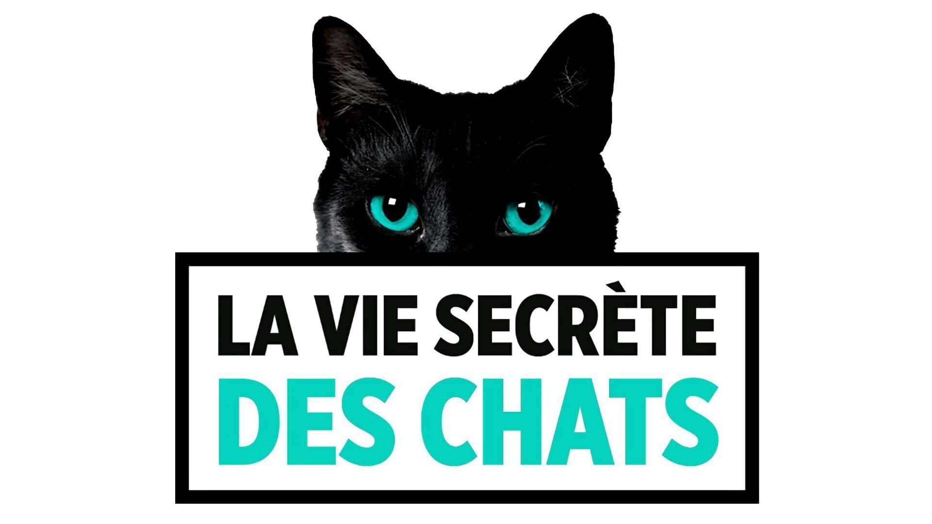 Vignette du programme télé La vie secrète des chats