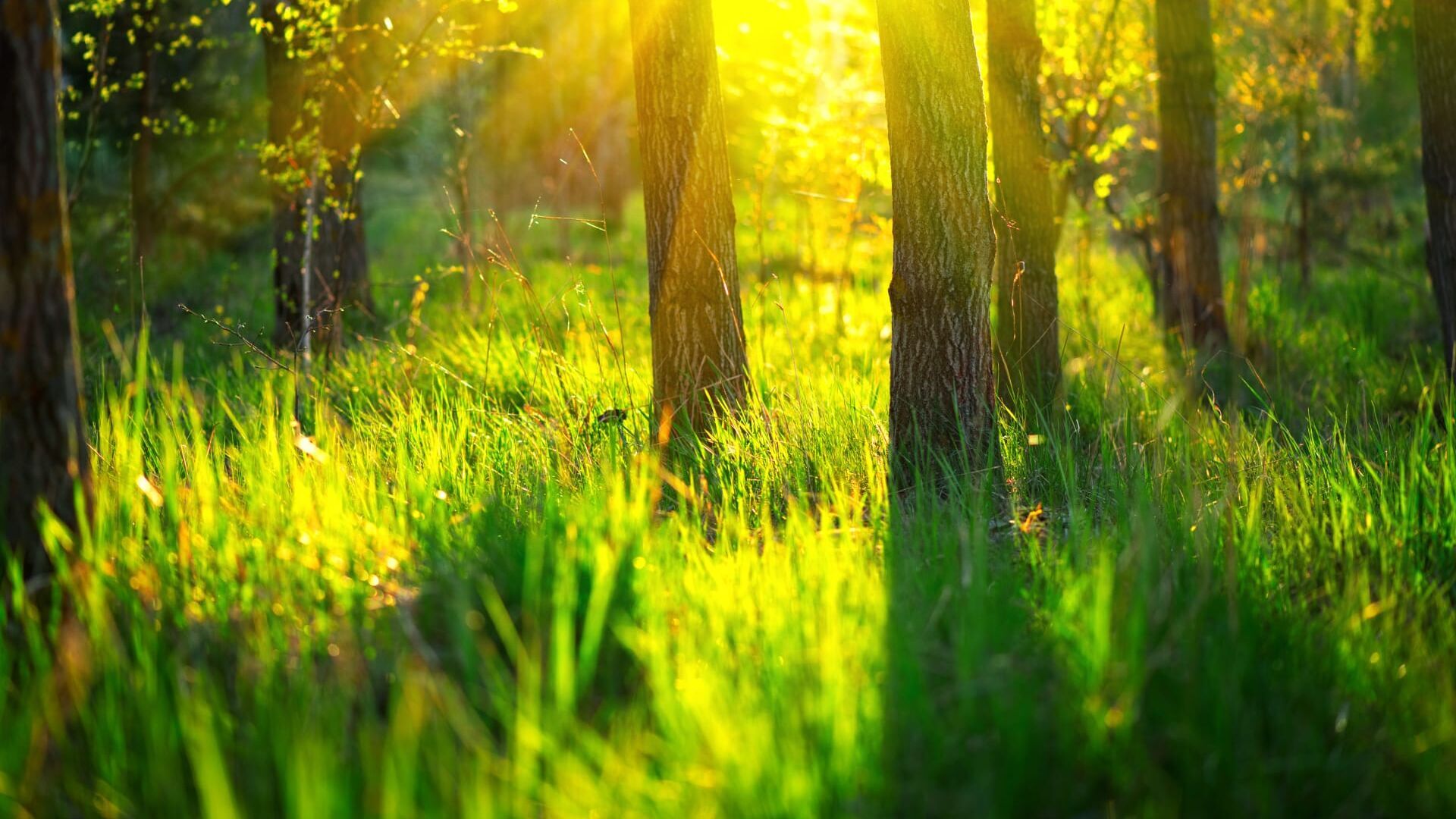 Vignette du programme télé Les réseaux de la nature