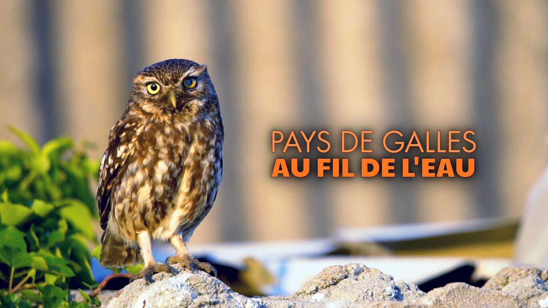 Vignette du programme télé Pays de Galles : Au fil de l'eau