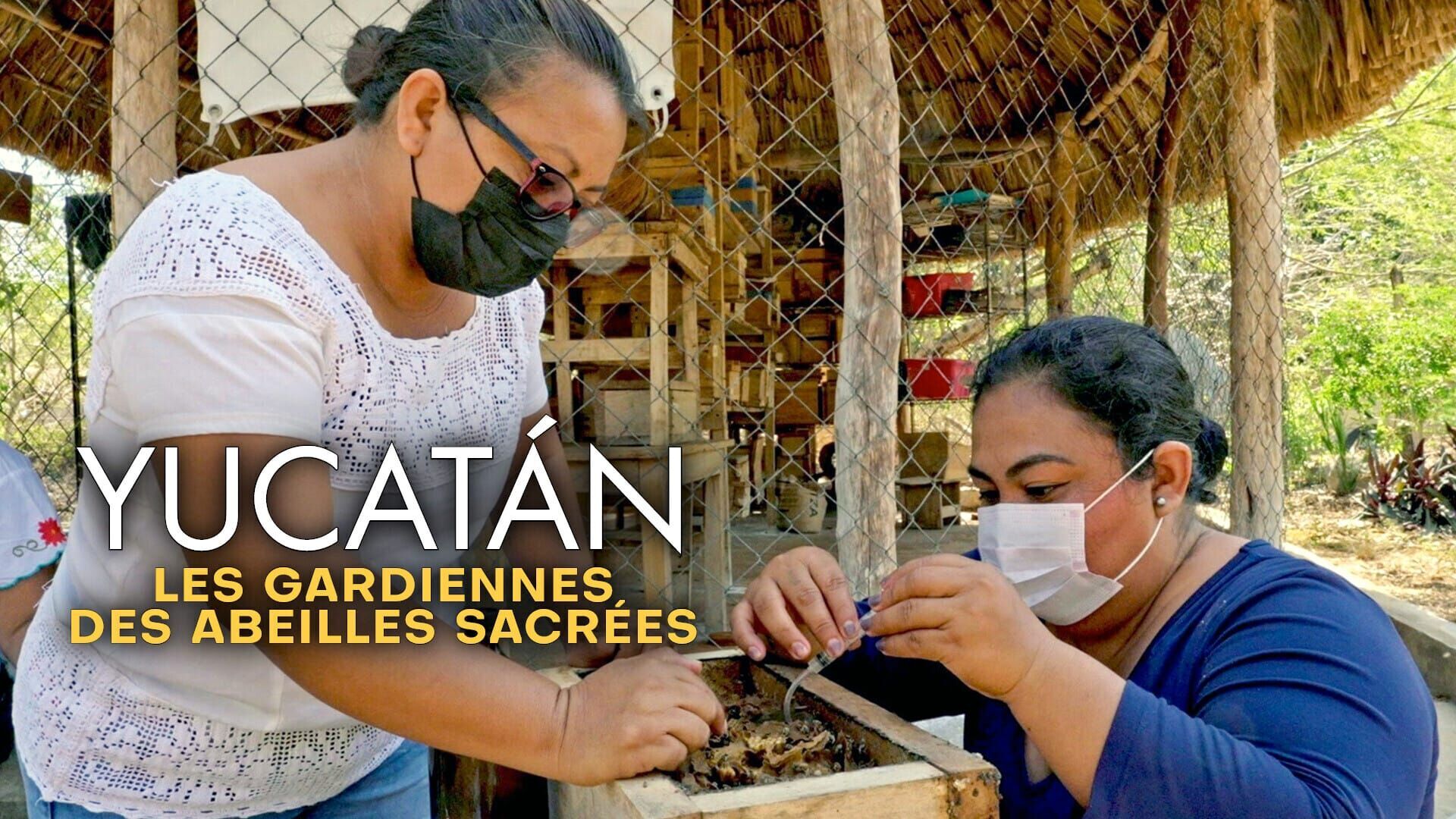 Vignette du programme télé Yucatán : Les gardiennes des abeilles sacrées