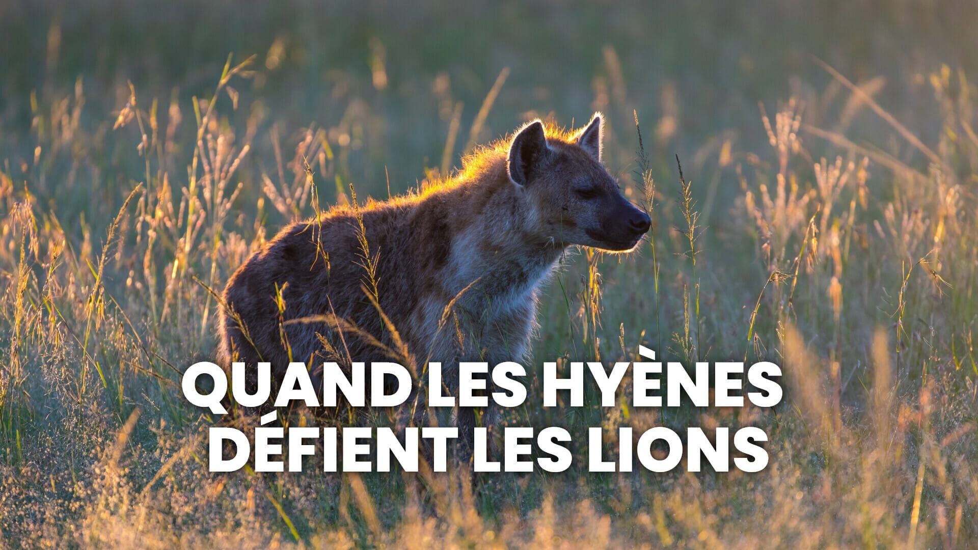 Vignette du programme télé Quand les hyènes défient les lions