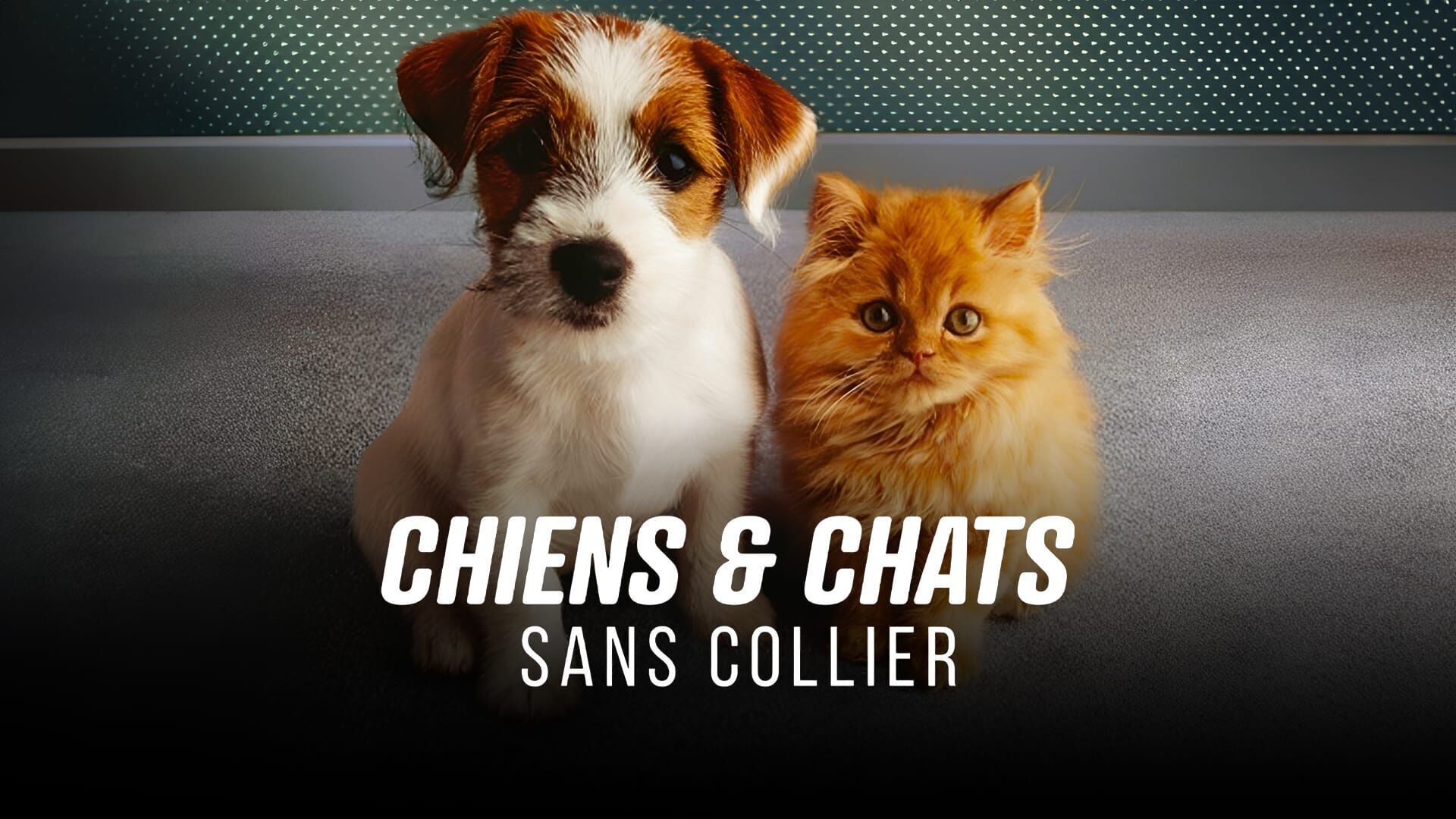 Vignette du programme télé Chiens et chats sans collier