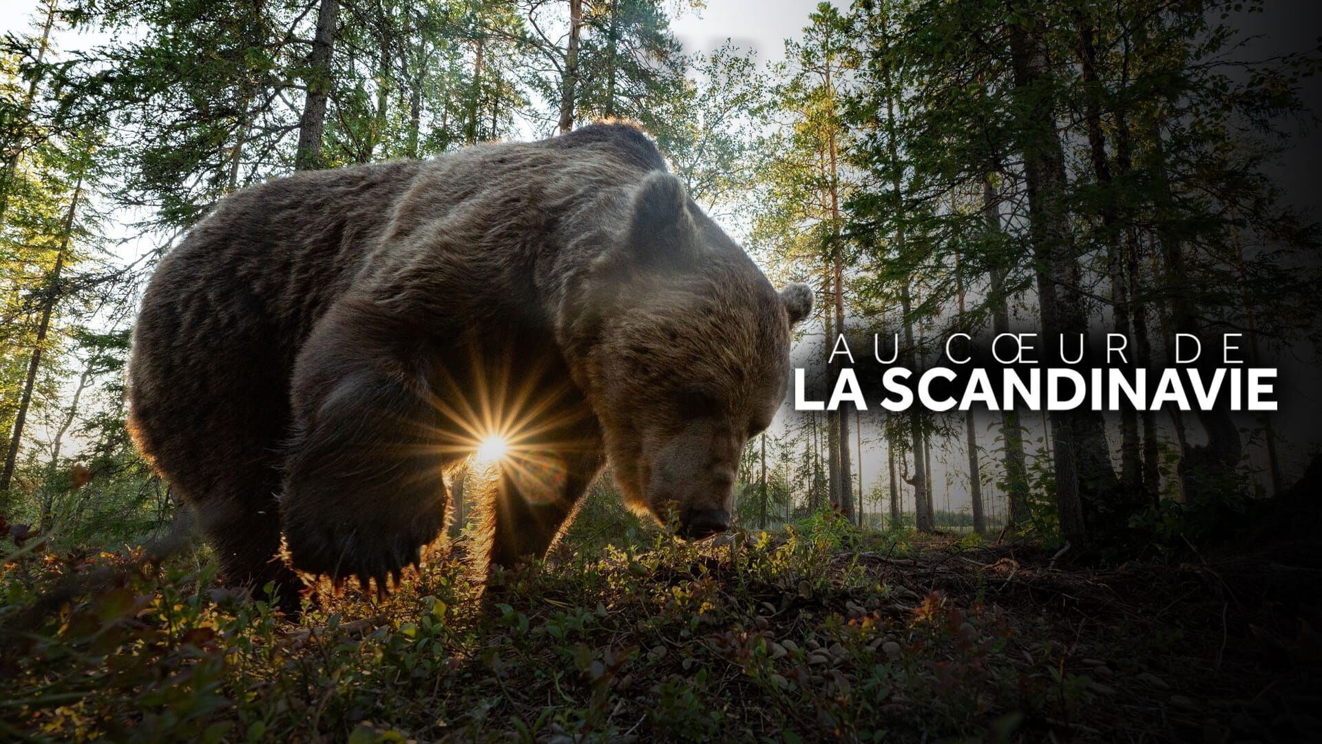 Vignette du programme télé Au coeur de la Scandinavie