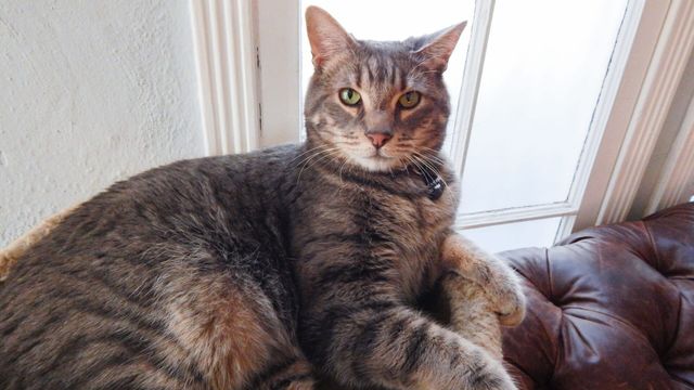 Vignette du programme télé Hell's Cats - Saison 5