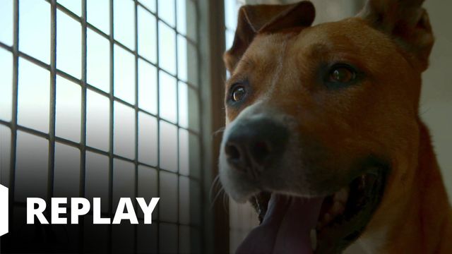 Vignette du programme télé Sans collier