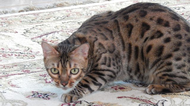 Vignette du programme télé Hell's Cats - Saison 5