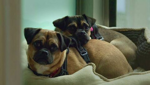 Vignette du programme télé Dog House : un chien pour la vie (La belle et le clochard) S4 (n°2)