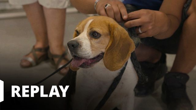 Vignette du programme télé Sans collier