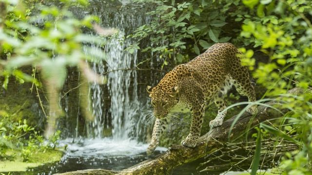 Vignette du programme télé Zoo : le défi de demain - Saison 3