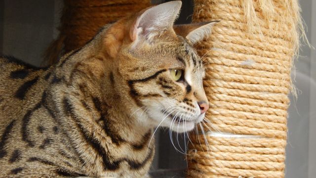 Vignette du programme télé Hell's Cats - Saison 5