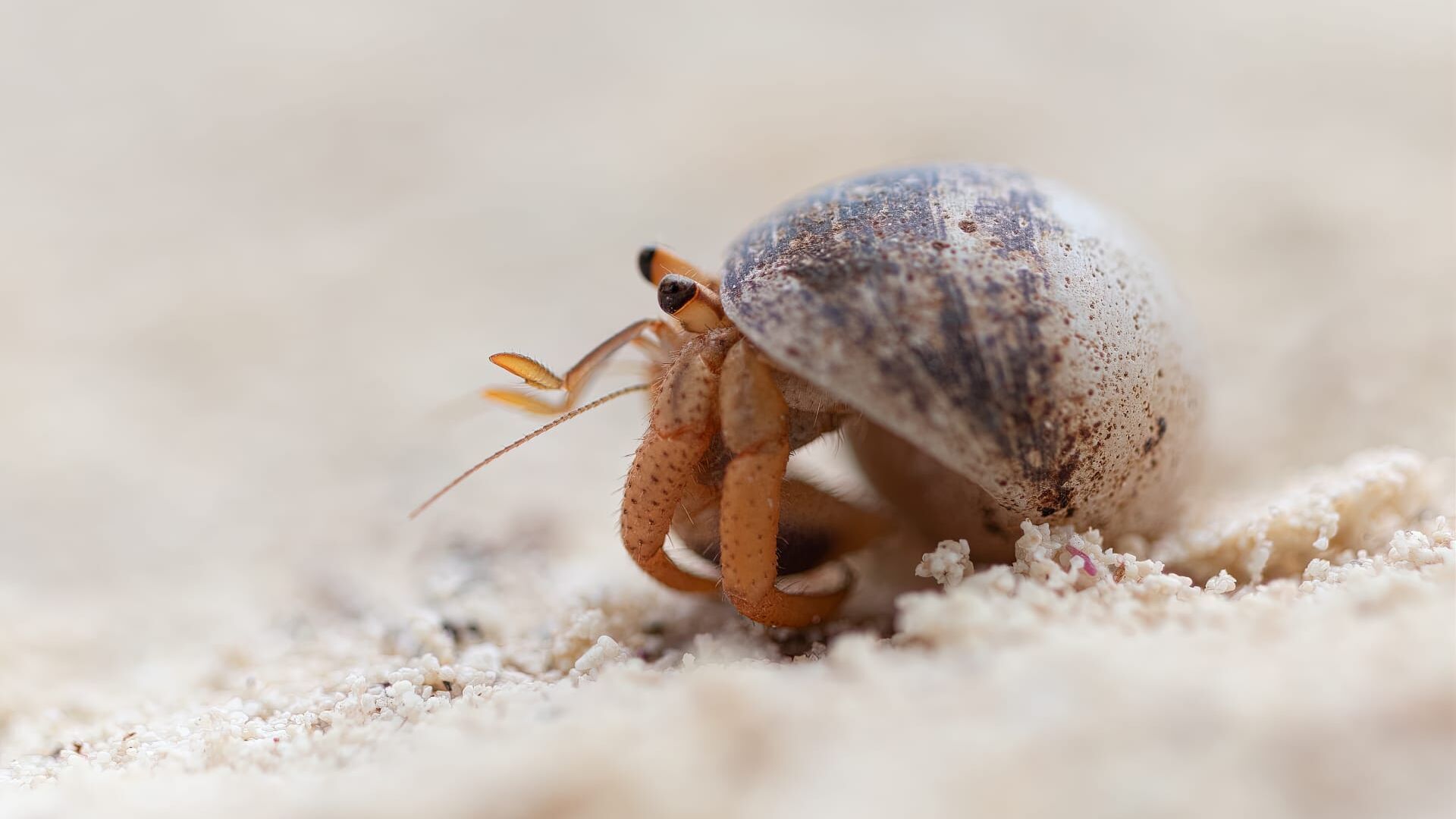 Vignette du programme télé Bernard l'hermite, une épopée sur la terre ferme