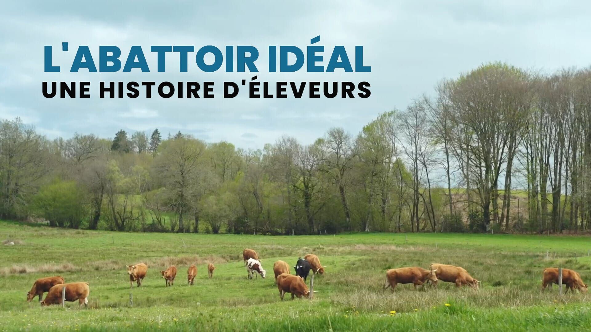 Vignette du programme télé L'abattoir idéal, une histoire d'éleveurs