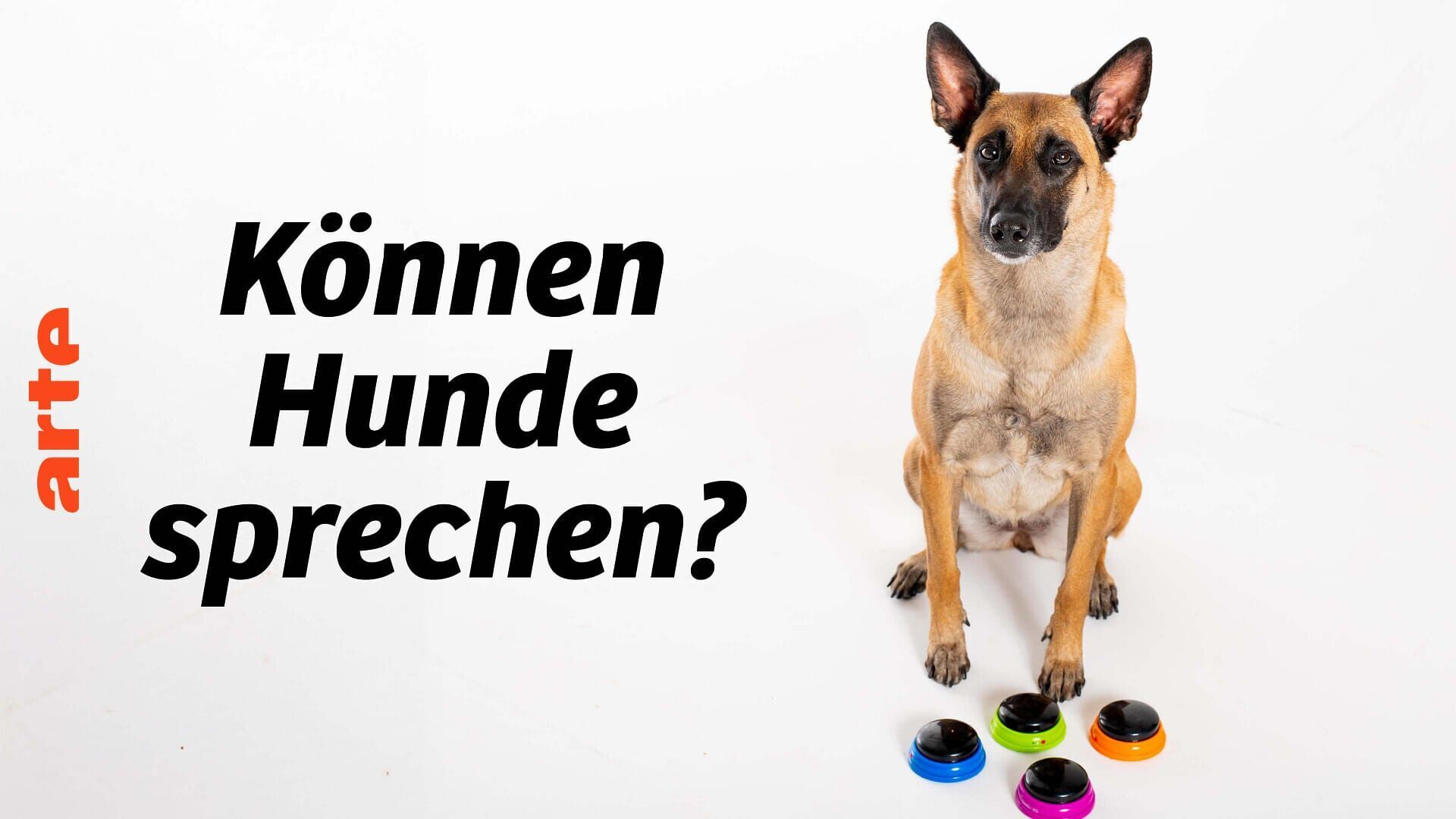 Vignette du programme télé Les chiens peuvent-ils parler ?