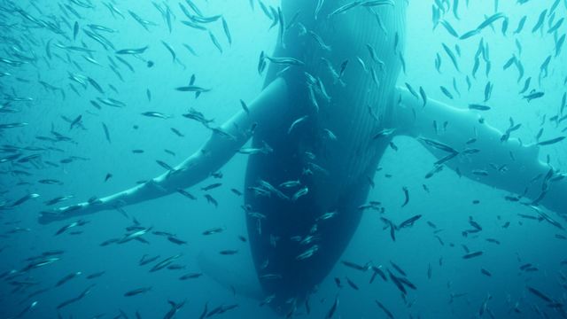 Vignette du programme télé Le trésor de l'île de Terre-Neuve