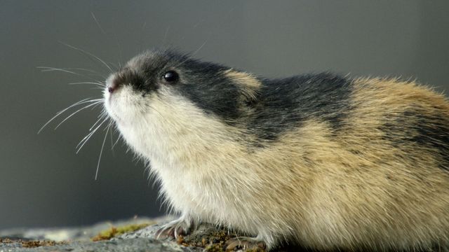 Vignette du programme télé Merveilles nordiques