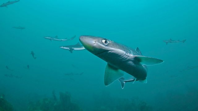 Vignette du programme télé Les requins qui venaient du froid