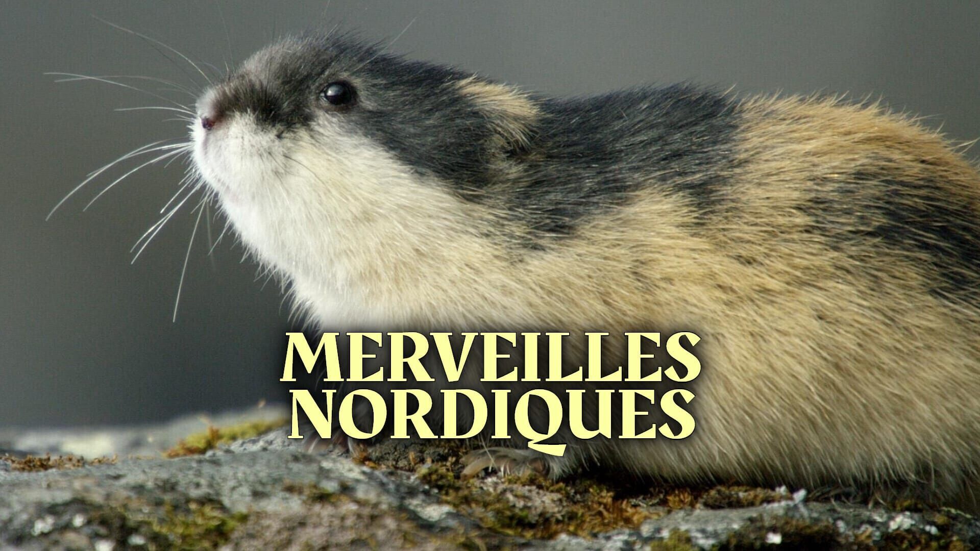 Vignette du programme télé Merveilles nordiques