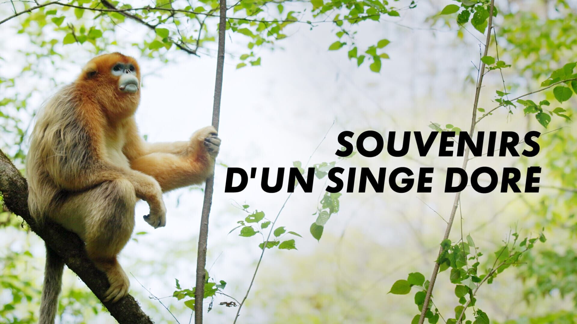 Vignette du programme télé Souvenirs d'un singe doré