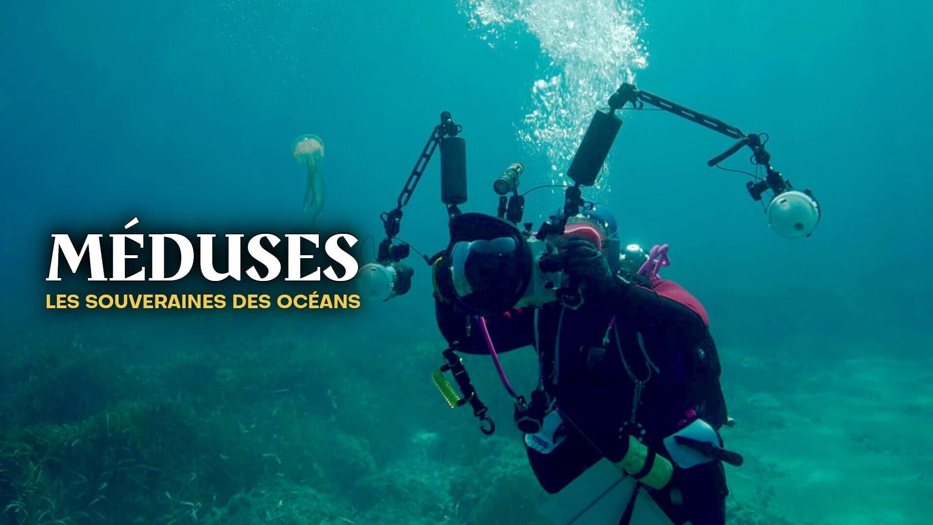 Vignette du programme télé Méduses : Les souveraines des océans