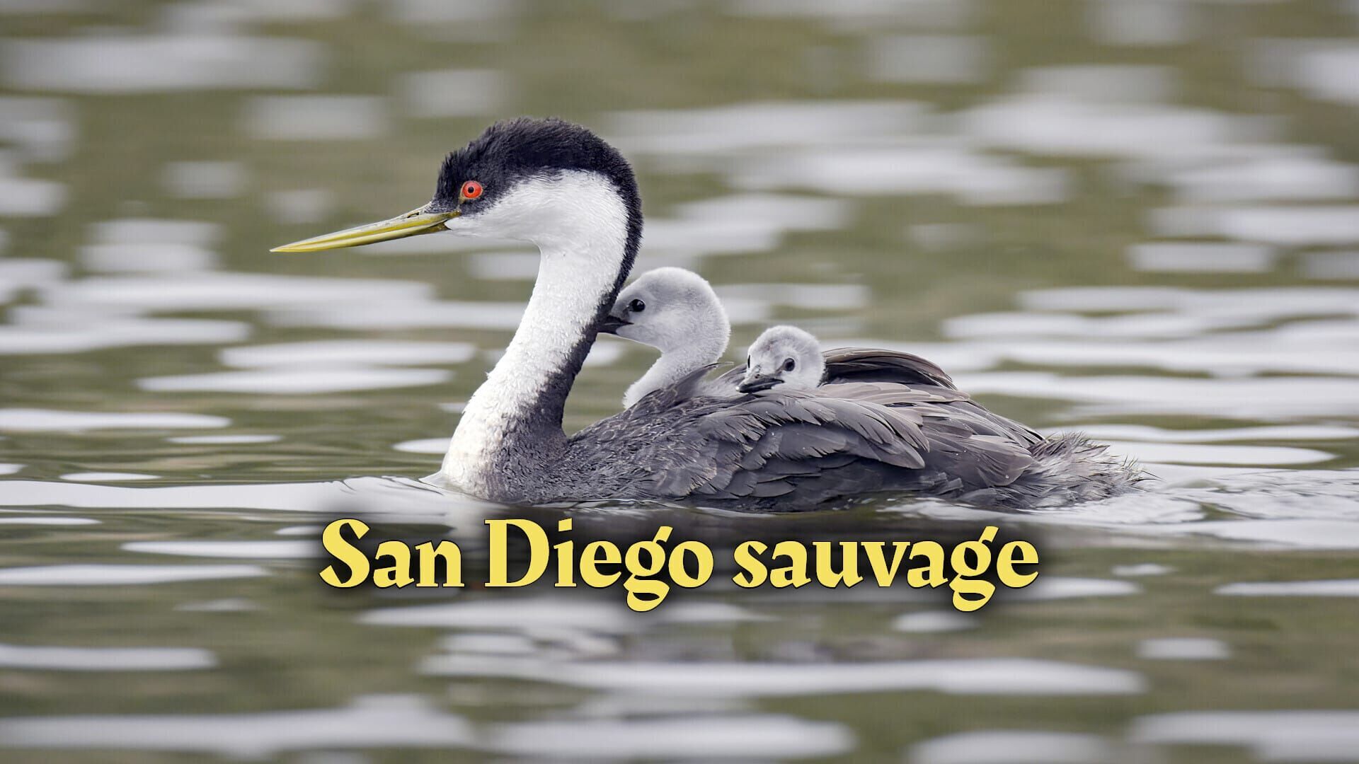 Vignette du programme télé San Diego sauvage