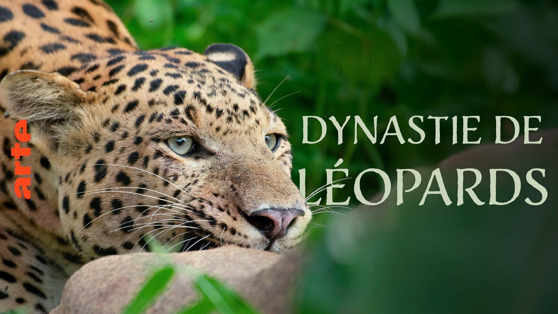 Vignette du programme télé Dynastie de léopards : La guerre du trône