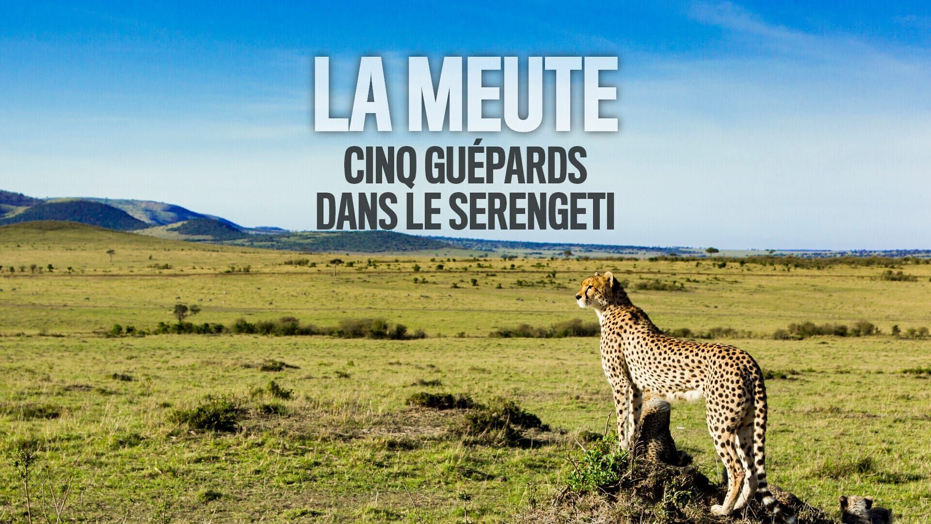 Vignette du programme télé La meute, cinq guépards dans le Serengeti