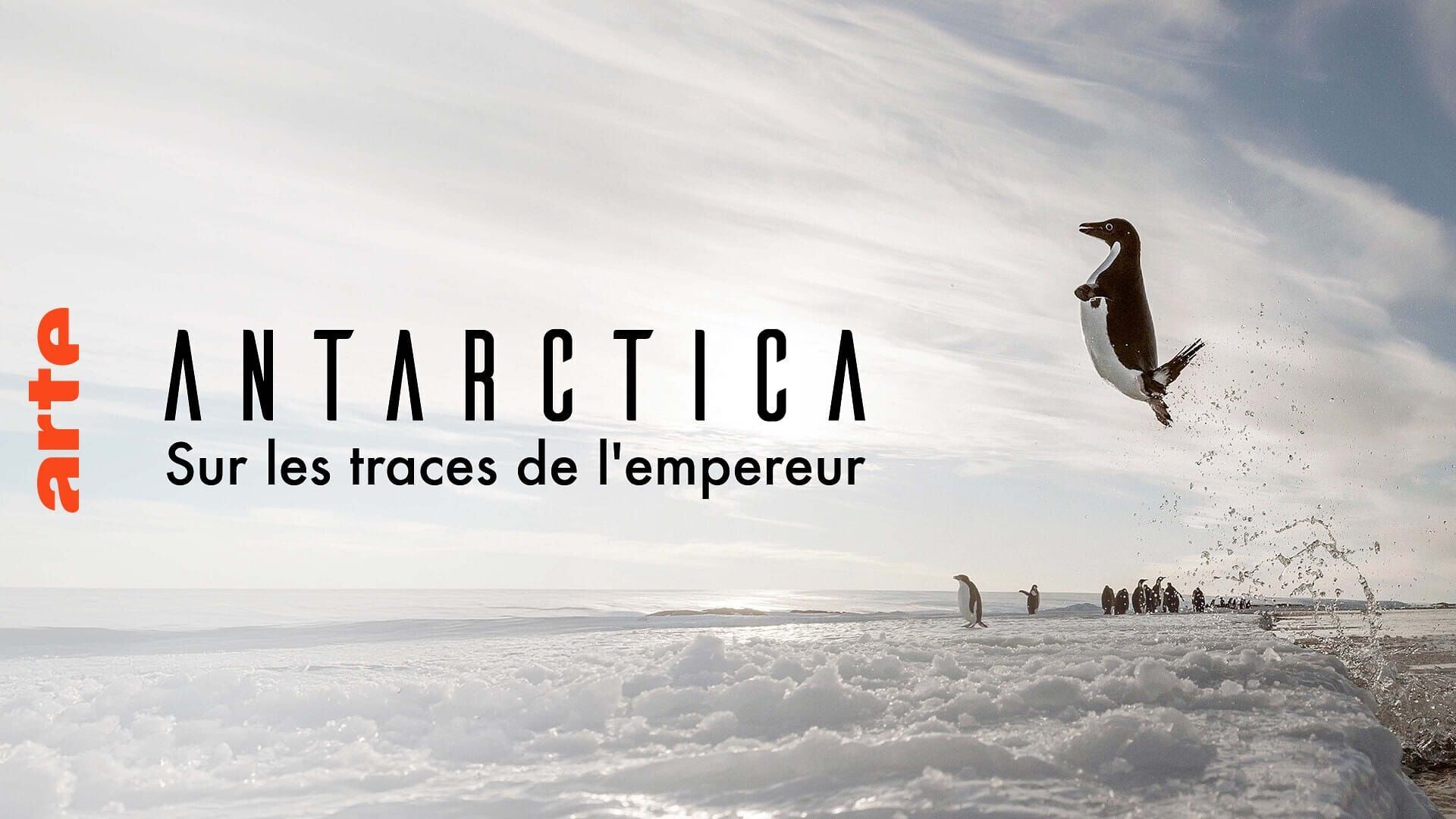 Vignette du programme télé Antarctica, sur les traces de l'empereur