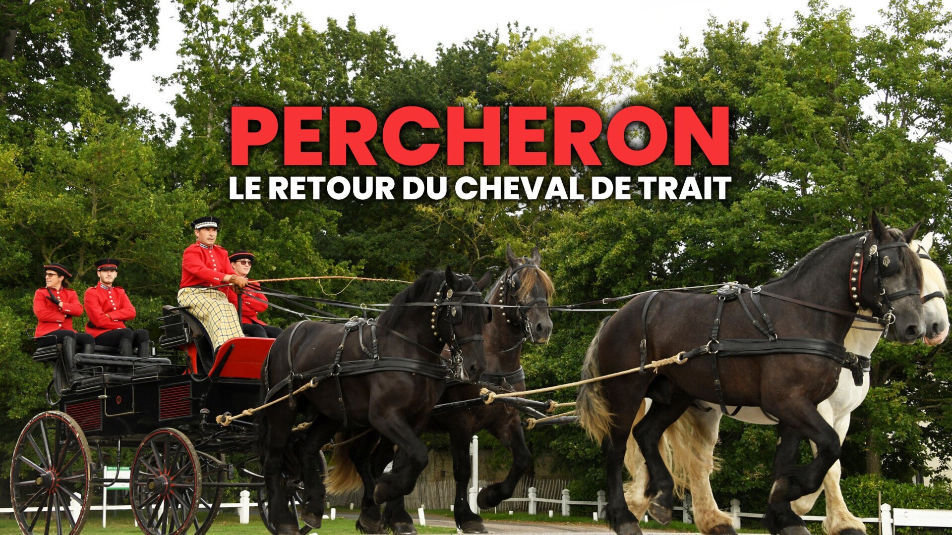 Vignette du programme télé Percheron, le retour du cheval de trait