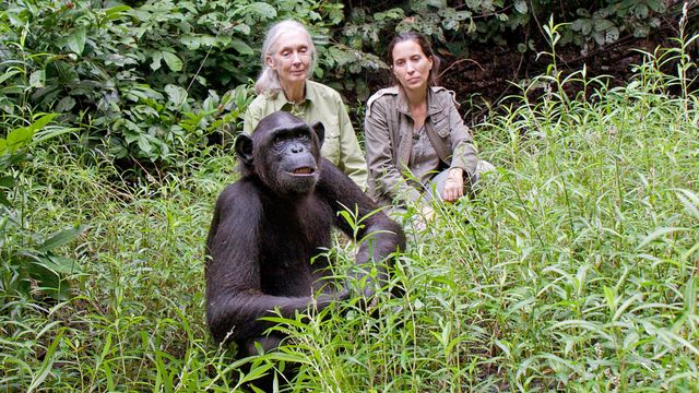 Vignette du programme télé Jane Goodall au secours des chimpanzés du Congo