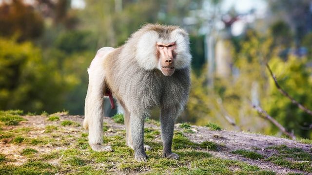Vignette du programme télé Le zoo de San Diego - Saison 1