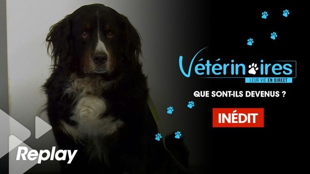 Vignette du programme télé Vétérinaires, leur vie en direct - Saison 2