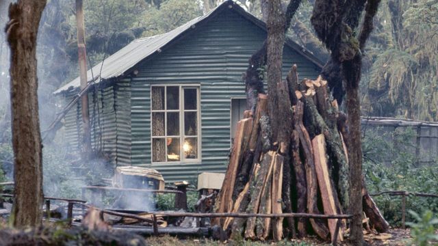 Vignette du programme télé Dian Fossey, la femme-gorille