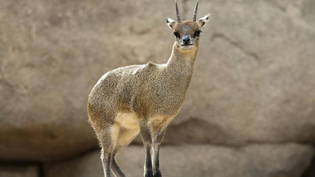 Vignette du programme télé Le zoo de San Diego - Saison 1