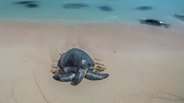 Vignette du programme télé Une année sauvage autour de la Terre - Saison 1