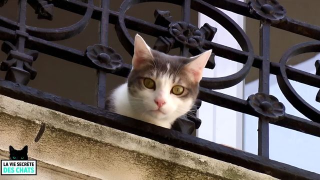 Vignette du programme télé La vie secrète des chats - Saison 2