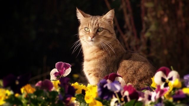 Vignette du programme télé La vie secrète des chats - Saison 1